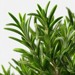 Fototapeta premium Fresh Rosemary Leaves Close-Up on White Background for Culinary and Herbal Use in Cooking and Aromatic Applications