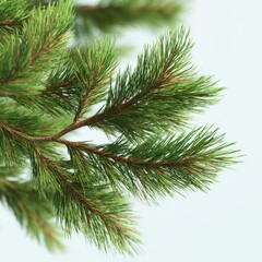 Close-up of Fresh Evergreen Pine Branch with Lush Green Needles in Detail Against Soft Background for Nature Enthusiasts