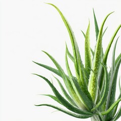 Lush Green Aloe Vera Plant with Long Leaves Against a Neutral Background for Natural Beauty and Wellness Themes