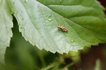 葉にとまるバッタ
