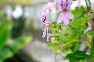 雨に濡れた紫色の花