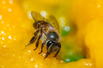 Bee collecting nectar, Bee collecting flower nectar, Close-up photo of a bee