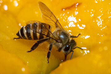 Bee collecting nectar, Bee collecting flower nectar, Close-up photo of a bee