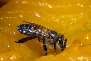 Bee collecting nectar, Bee collecting flower nectar, Close-up photo of a bee