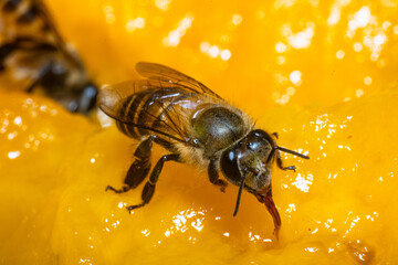 Bee collecting nectar, Bee collecting flower nectar, Close-up photo of a bee