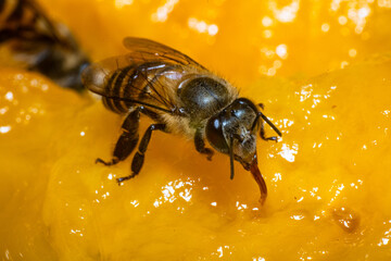 Bee collecting nectar, Bee collecting flower nectar, Close-up photo of a bee