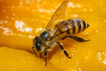Bee collecting nectar, Bee collecting flower nectar, Close-up photo of a bee