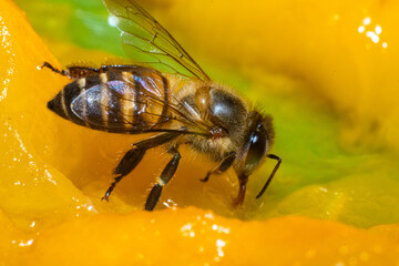 Bee collecting nectar, Bee collecting flower nectar, Close-up photo of a bee