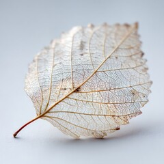 Delicate Dried Leaf with Intricate Veins on a Soft Gray Background Capturing the Beauty of Nature's Design