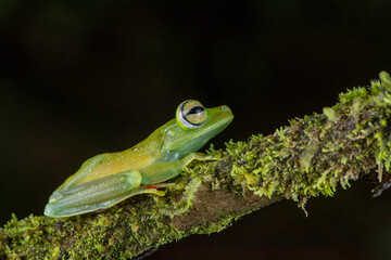 Red webbed Tree Frog or Canal Zone tree frog (Hypsiboas rufitelus), Costa Rica
