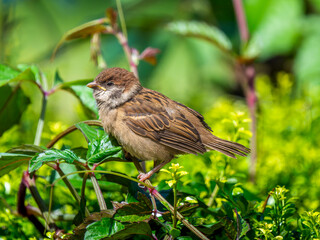 Naklejka premium 枝にとまるスズメ