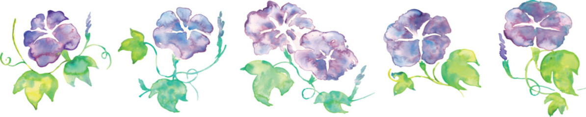 朝顔の水彩イラスト。夏のアサガオのベクター水彩。夏の水彩背景。Watercolor illustration of morning glory. Summer morning glory vector watercolor. Summer watercolor background.