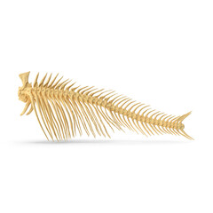 Fish Vertebrae Bones Isolated on Transparent Background