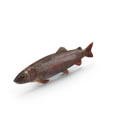 Salmonid Fish Isolated on Transparent Background