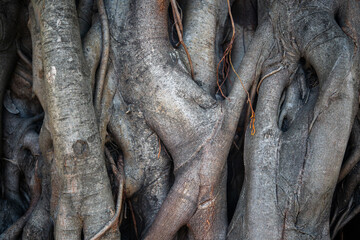 Closeup of large intertwined trunks of an ancient tropical Bodhi tree. Sacred Fig Tree. Banyan tree with aerial prop roots down toward the ground. 