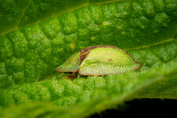 Macrophotography of a Tortoise Bug (Cassida) on a green leaf in nature.