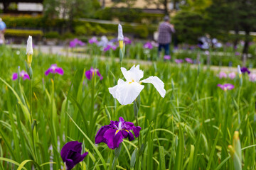 堀切菖蒲園のあやめ