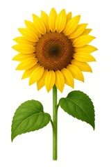 Naklejka premium sunflower isolated on white