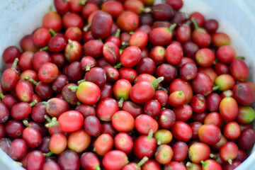 Freshly Harvested Red Coffee Beans: A close-up showcasing the rich red color of ripe coffee cherries, ready for processing. An image of a collection of ripe red coffee cherries filling a container.