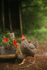 barred rock hen 