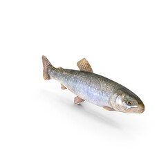 Trout Fish Isolated on Transparent Background