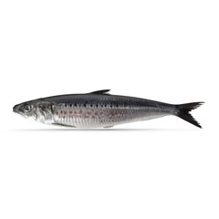 Sardine Fish Isolated on Transparent Background
