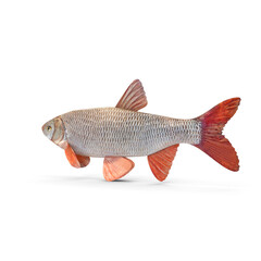 Redfin Fish Isolated on Transparent Background