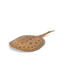 Stingray Fish Isolated on Transparent Background