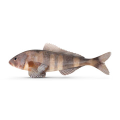 Obraz premium Greenling Fish Isolated on Transparent Background