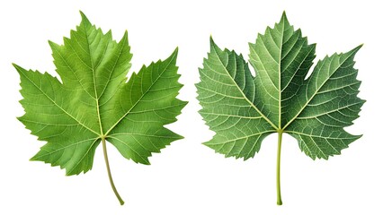 Green Grape Leaf Front and Back Side Isolated on White Background, Leaf Texture, Fresh Leaf, Fruit Tree Leaf