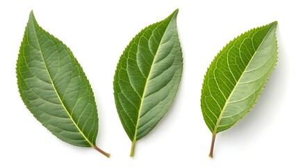 Obraz premium Three Green Peach Leaves Isolated on White Background, Isolated Leaf, Plants, Variation of Leaves