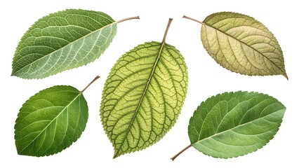 Fototapeta premium Set Of Five Apple Leaves Arranged In Different Positions, Green Leaf, Red Apple, Fruit Leaves