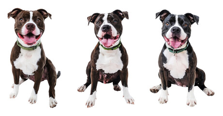 three happy pit bull dogs sitting on transparent background