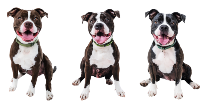 three happy pit bull dogs sitting on transparent background