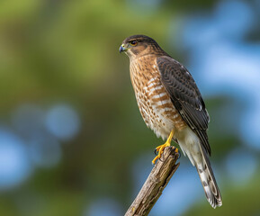 Sharp-eyed Cooper’s Hawk perched on a branch, showcasing striking brown and white plumage with vivid yellow talons against a vibrant blurred background. Bird.