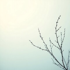Obraz premium Bare tree branches against a pale sky minimalist nature photography for spring season and winter season