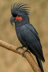 Majestic black palm cockatoo perched on a branch, displaying dark feathers, vivid red cheek patch, and striking crest on a blurred natural background. Bird.
