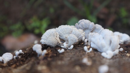 Fresh white mushrooms, growing on tree trunks, yard
