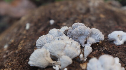 Fresh white mushrooms, growing on tree trunks, yard