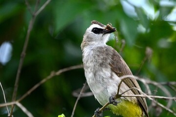 Pycnonotus goiavier on tree eat insects.