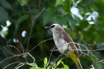 Pycnonotus goiavier on tree eat insects.