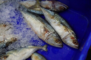 fresh fish and ice in the basket