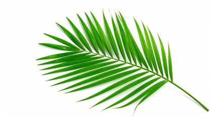 Green tropical palm leaf isolated on white background