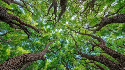 Looking Up Into The Forest Canopy Realm