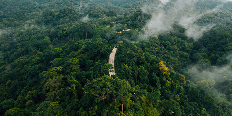 Aerial View of Winding Road Through Dense Tropical Forest Canopy