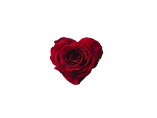 Romantic red rose shaped like a heart  isolated on transparent background	