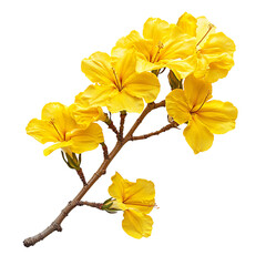 Attractive Yellow Color Tabebuia isolated on transparent background