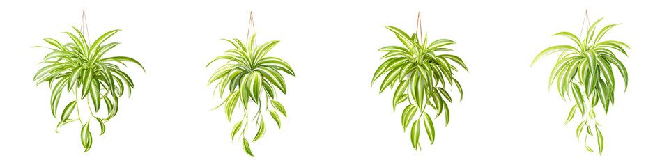 Obraz premium Hanging green plants in indoor setting