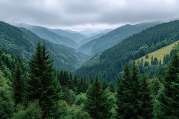Fototapeta premium Misty mountain valley with lush evergreen forest