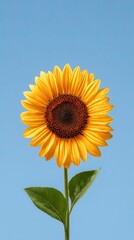 Obraz premium A vibrant sunflower against a clear blue sky, symbolizing joy and warmth.